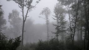 Brouillard dans une forêt à Saint-Pierre-de-Bressieux, le 2 octobre 2014.