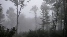 Brouillard dans une forêt à Saint-Pierre-de-Bressieux, le 2 octobre 2014.