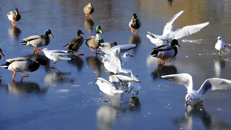 Même si le geste part d'une bonne intention, mieux vaut éviter de donner du pain aux canards.