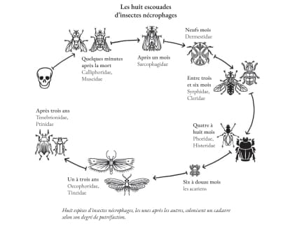 Schéma de l'entomologie 