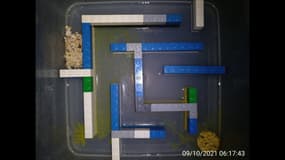 Des élèves de CM1 ont enfermé un blob dans un labyrinthe de Lego afin de le voir se déplacer vers des flocons d'avoine