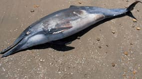 Un dauphin mort, échoué sur une plage péruvienne, le 27 mars 2012. Photo d'illustration