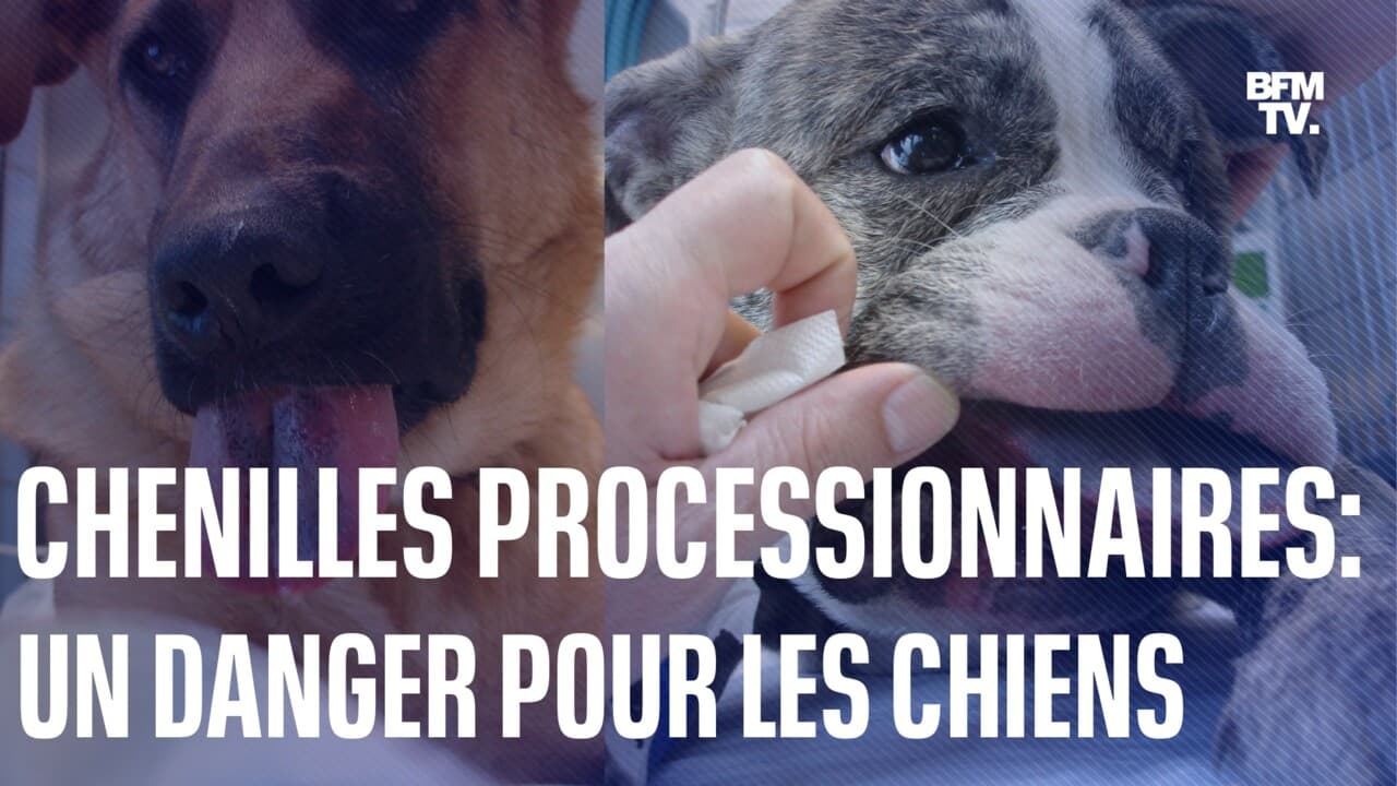 Chenilles processionnaires: "ll se peut que le chien perde un bout de