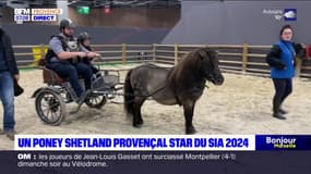 Salon de l'agriculture: un poney shetland provençal fait sensation