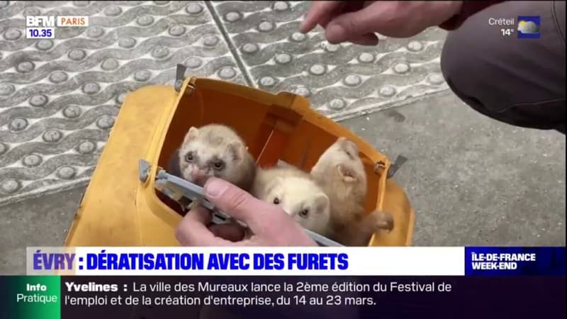 Essonne: face à la prolifération des rats, la ville d'Évry fait appel à des furets