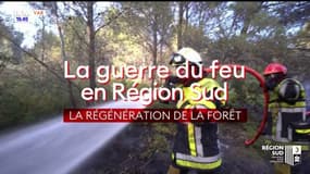 La guerre du feu en Région Sud : La régénération de la forêt