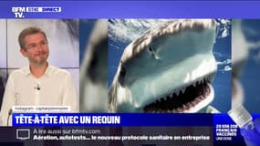 Des plongeurs se retrouvent nez-à-nez avec un requin taureau