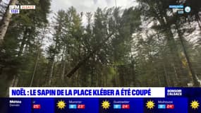 Strasbourg: le sapin de Noël de la place Kléber a été coupé 