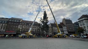 Le sapin mesure 30 mètres de haut et pèse près de six tonnes.