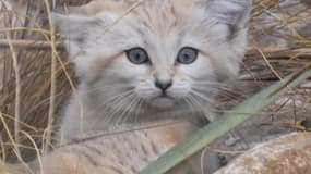 Les chatons des sables du zoo de Lyon se portent à merveille