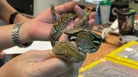 Cette photo prise le 17 février 2024 et publiée le 19 février par le département des douanes thaïlandais montre un serpent qui a été sauvé après avoir été retrouvé dans les bagages d'un homme voyageant vers la Mongolie, à l'aéroport international Suvarnabhumi de Bangkok. 