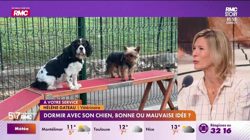 Hélène Gateau à votre service : Dormir avec son chien, bonne ou mauvaise idée ? - 04/02