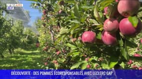DECOUVERTE : Des pommes écoresponsables avec Leclerc Gap