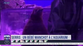 Le manchot royal né en janvier a fait ses premiers pas à l'aquarium Sealife
