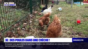 Lyon: un poulailler installé dans une crèche