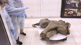 La carcasse d'un bébé mammouth, dont l'âge est estimé à plus de 50 000 ans, lors de sa présentation à Yakutsk, à l'Université fédérale du Nord-Est le 23 décembre 2024.