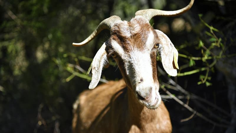 Alpes-de-Haute-Provence: une chèvre retrouvée dépecée dans un champ à Peyruis, la piste humaine envisagée