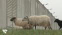 Des moutons au pied d’une prison