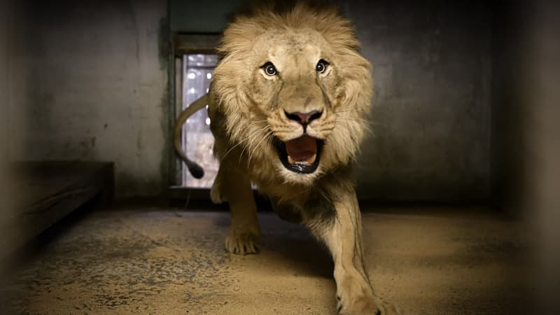 Un lion de retour au zoo du bassin d'Arcachon, ce mercredi 3 août