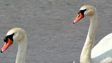 Des cygnes et leurs petits sur un lac de Marignane, le 9 juin 2015.