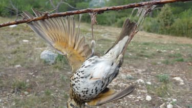 Un oiseau chassé à la glu