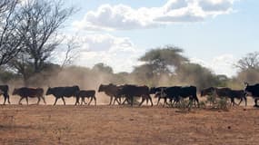 Un apturage près de Chiredzi, au Zimbabwe.