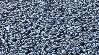 Cette photo de centaines de milliers de poissons morts dans une rivière australienne illustre depuis quelques jours les conséquences dramatiques de la chaleur extrême en Australie.