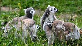 Une famille de dix lémuriens et deux tamarins, une espèce de singe, volés au zoo d'Upie, dans la Drôme