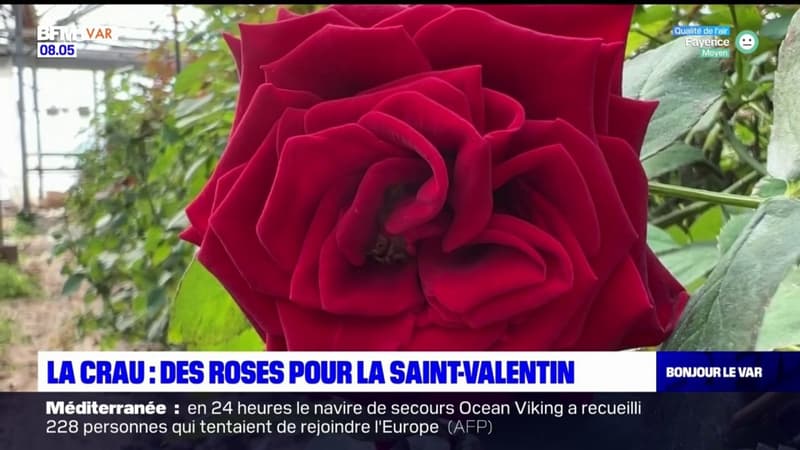 Var: des roses bios pour la Saint-Valentin chez un horticulteur de La Crau