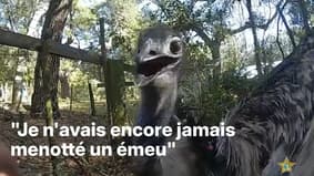 États-Unis: un émeu capturé et menotté par la police en Floride