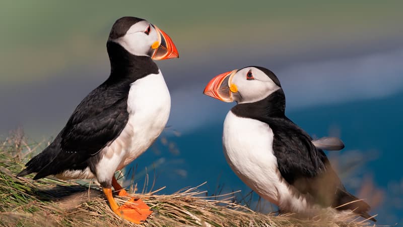 "Dénutris, épuisés et en hypothermie": des milliers de macareux s'échouent sur le littoral en raison des tempêtes