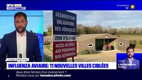 Grippe aviaire: la zone à risque s'étend sur l'ensemble du littoral dans le Pas-de-Calais