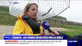 "100% des pieds sont touchés par la grêle": à Chablis, dans l'Yonne, les vignes dévastées par les intempéries