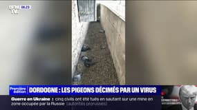 En Dordogne, un mystérieux virus décime de nombreux pigeons