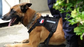 Un chien policier lors d'un exercice au Centre national d'instruction cynophile de la gendarmerie, le 12 mai 2016 à Gramat. (Photo d'illustration)