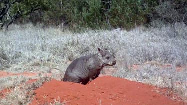 Un wombat à nez poilu du Nord, dans le parc national forestier d'Epping, en Australie. (Photo d'illustration)