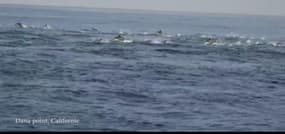 Californie: des centaines de dauphins sautent en même temps