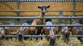 Des chèvres dans une ferme de Saint-Domineuc, le 17 janvier 2024 en Ille-et-vilaine. Photo d'illustration