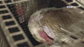 Les nouvelles images répugnantes de L214 dans un élevage de canards des Pyrénées-Atlantiques 