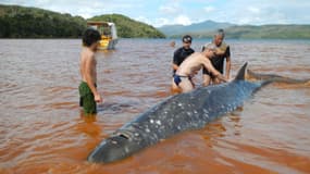 Huit baleines, dont quatre sont décédées, issues d'une espèce très rare, la baleine à bec de Longman, se sont échouées sur une plage de Nouvelle-Calédonie