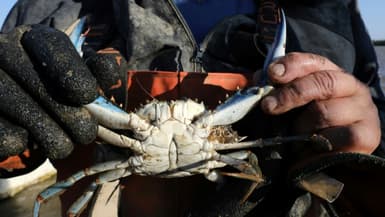Un pêcheur français tient dans ses mains un crabe bleu de l'Atlantique, une espèce invasive, pris au large du Canet-en-Roussillon, dans les Pyrénées-Orientales, le 18 août 2021