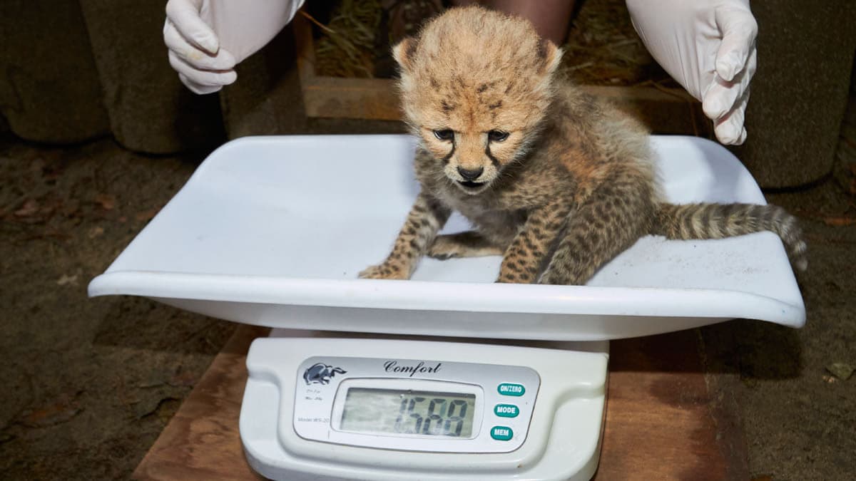 Un des guépards nés au zoo de la Palmyre