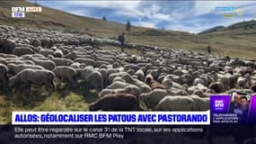 Allos : mieux partager la montagne grâce au site Pastorando 