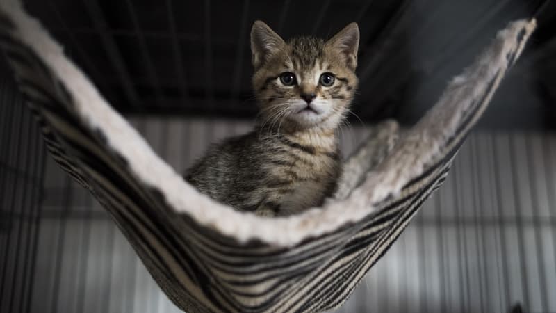 Un chat dans un temple bouddhiste, le 3 décembre 2015 dans la banlieue de Shanghai. (Photo d'illustration)