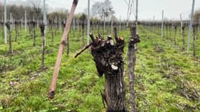 4000 pieds de vignes ont été saccagés dans le Bas-Rhin.