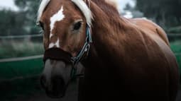 Un cheval (photo d'illustration)