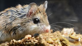Une souris sauterelle étudiée par les scientifiques américains.