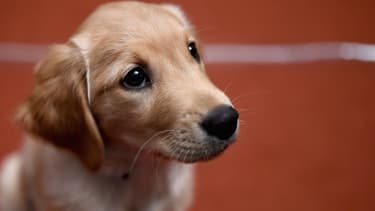 Un golden retriever lors d'un concours canin le 22 février 2016 à New York.