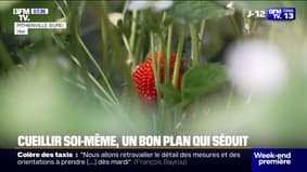 Fraises, tomates, pommes ... pour économiser de l'argent comme pour mieux connaître l'origine des produits, la cueillette séduit
