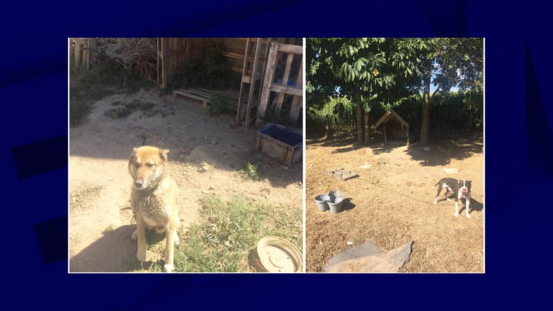 Calvados: une femme abandonne deux chiens et six chats à son domicile pendant plus d'un mois